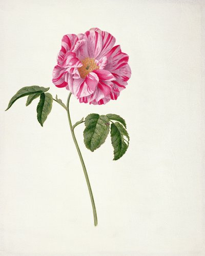 Rosa gallica versicolour (Rosa mundi) by Pieter Withoos